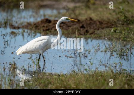 Grande egretta svanisce attraverso le merlette sotto il sole Foto Stock