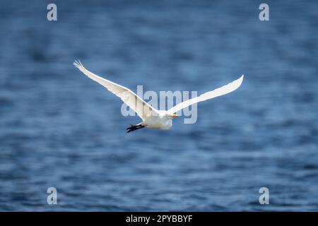 Grande egretta attraversa il fiume con ali sparse Foto Stock