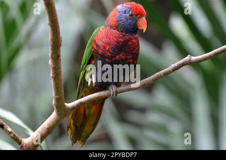 Portrai di un corikeet di cocco all'Hong Kong Park Foto Stock