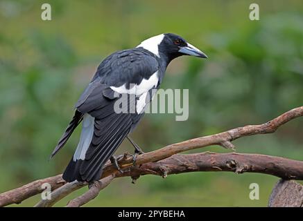 Australian Magpie (Gymnorhina tibicen) adulto arroccato su ramo caduto sud-est Queensland, Australia. Marzo Foto Stock