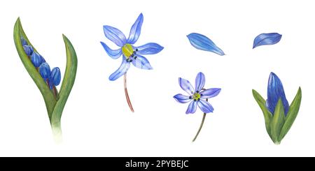 Acquerello illustrazione botanica di scillas siberica blu isolato su sfondo bianco. Fiori di primavera fioritura per invito design, motivi, scheda Foto Stock