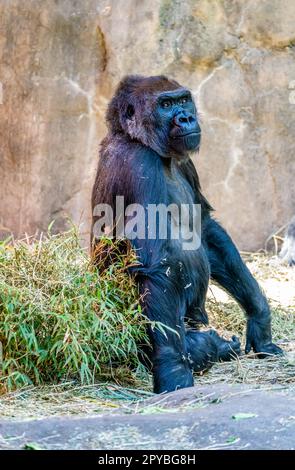 Un gorilla si siede vicino ad un muro al Woodland Park Zoo a Seattle, Washington. Foto Stock