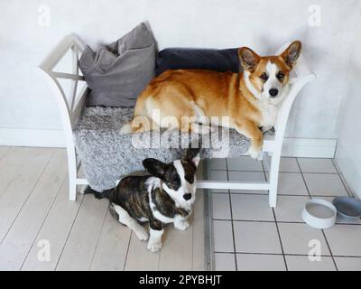 Cardigan di corgi gallesi che riposa sul divano e un cucciolo seduto sotto Foto Stock
