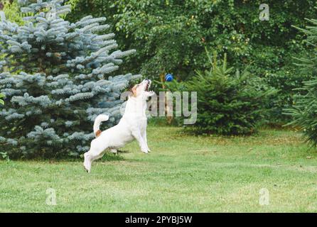 Vista del profilo del cane che salta per catturare la palla giocattolo in aria Foto Stock