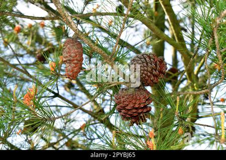 Coni di pino d'Aleppo (Pinus halepensis), una conifere originaria della regione mediterranea Foto Stock