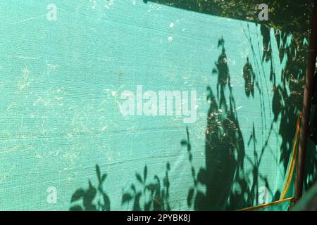 Rete verde con la silhouette di piante e alberi formati dalla luce naturale del sole Foto Stock