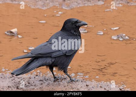 Carrion Crow (Corvus corone) Musselburgh East Lothian Scotland UK GB Aprile 2023 Foto Stock