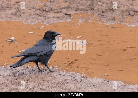 Carrion Crow (Corvus corone) Musselburgh East Lothian Scotland UK GB Aprile 2023 Foto Stock