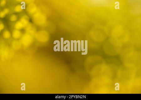Caldo giallo sfondo astratto, soft focus Foto Stock