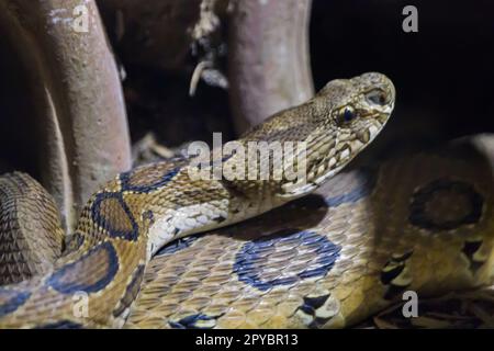 Il serpente della vipera di Russell alza la testa per il movimento o la caccia. È un vipera della buca trovato comunemente in india localmente denominato chandrabora. Foto Stock