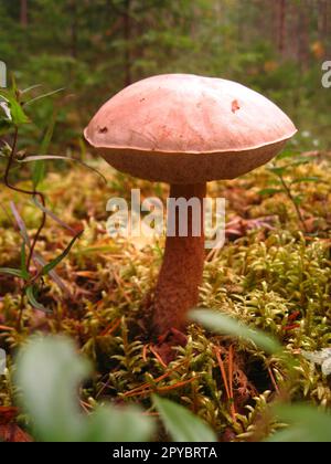 Funghi forestali commestibili. Bolo bello, grande e liscio. Trova nella foresta. Buona fortuna, mushroomer. Fungo con piede rosso e top rosa-beige. Prodotto consumato dall'uomo dopo il trattamento termico. Foto Stock