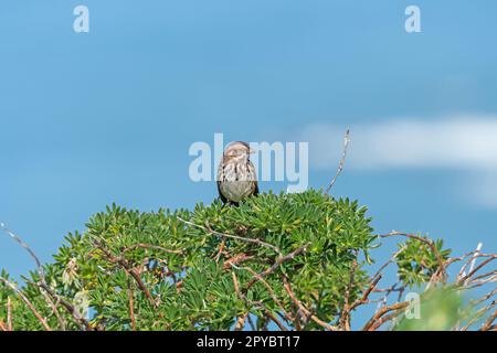 Song Sparrow canta su un Bush costiero Foto Stock