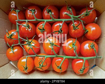 Piccolo pomodori ciliegini in un fusto di cartone Foto Stock