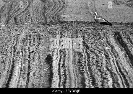 Cicogna bianca che cammina in un campo arato in primavera in bianco e nero Foto Stock