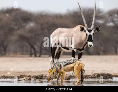 Oryx (Oryx gazzella) e. Jackal con dorso nero (Lupulella mesomelas) acqua potabile in una buca d'acqua, deserto di Kalahari, Botswana, Africa Foto Stock