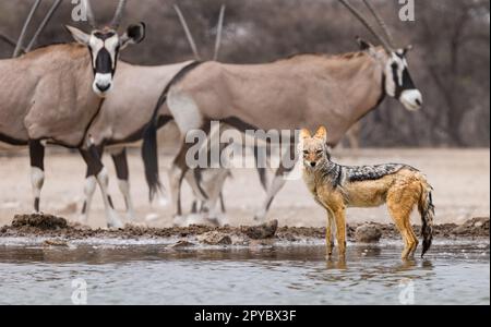 Oryx (Oryx gazzella) e. Jackal nero (Lupulella mesomelas) in una buca d'acqua, deserto di Kalahari, Botswana, Africa Foto Stock