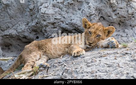 Primo piano di un simpatico cucciolo di leone (Panthera leo) che riposa accanto a un tumulo di termiti, Delta di Okavanga, Botswana, Africa Foto Stock