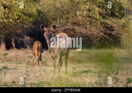 Un cervo sambar femmina che si munching sull'erba nella foresta dell'India. Foto Stock