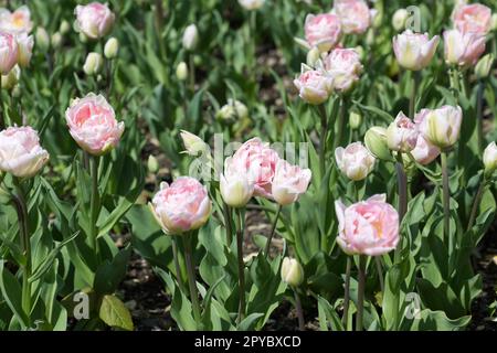 Fiori di primavera doppi, rosa pallido di tulipano, Tulipa Angelique nel giardino del Regno Unito aprile Foto Stock