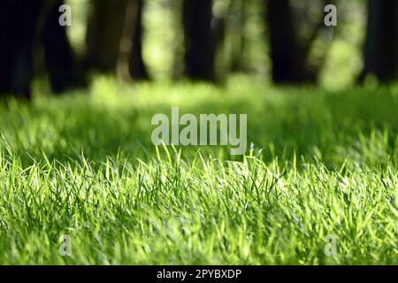 Primo piano di erba verde fresca e soleggiata nella foresta con alberi sullo sfondo Foto Stock