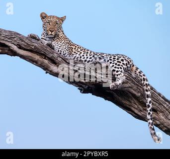 Un leopardo di allerta )Panthera pardus) che riposa su un ramo dell'albero, Delta di Okavanga, Botswana, Africa Foto Stock