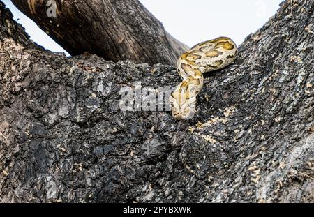 Un serpente di pitone di roccia dell'Africa centrale (Python sebae) su un ramo dell'albero, Delta di Okavanga, Botswana, Africa Foto Stock