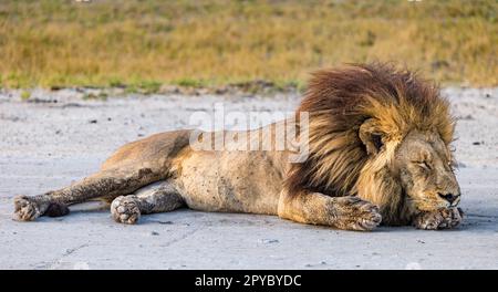 Primo piano di un leone maschio (Panthera leo) coperto di mosche addormentate su una striscia di aeroplano di sporcizia, Delta di Okavanga, Botswana, Africa Foto Stock