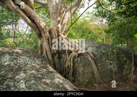 THAILANDIA PRACHUAP KHIRI KHAN STONE PARK Foto Stock