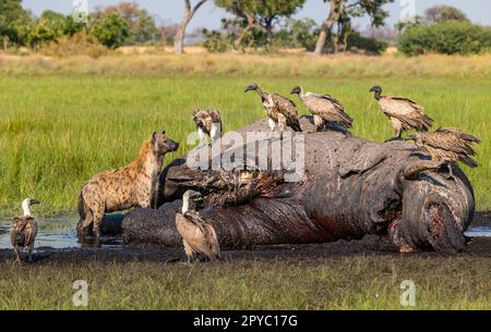 Un hyena macchiato (crocuta crocuta) e avvoltoi bianchi (Gyps africanus) che si nutrono di un elefante morto, il Delta di Okavanga, il Botswana, l'Africa Foto Stock