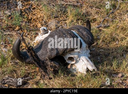 Un cranio africano di bufalo del Capo (Syncerus caffer), Delta di Okavanga, Botswana, Africa Foto Stock