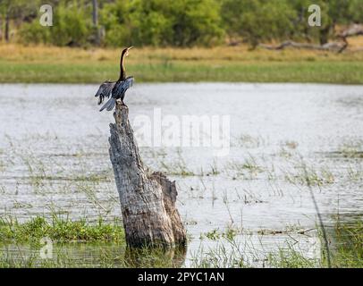 Un darter africano (Anhinga rufa o snakebird) che sbatte le sue ali arroccato su un albero morto, Delta di Okavanga, Botswana, Africa Foto Stock