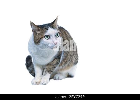 Un gatto anziano carino seduto e dall'aspetto ansioso di lato, isolato su bianco con spazio per le copie. Foto Stock