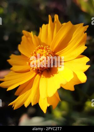 Primo piano del fiore di Coreopsis su uno sfondo verde Foto Stock