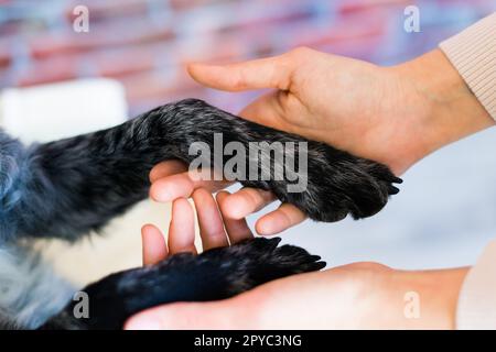 L'uomo tiene la zampa del cane con amore alimentare cane mudi. Su uno sfondo di mattone Foto Stock