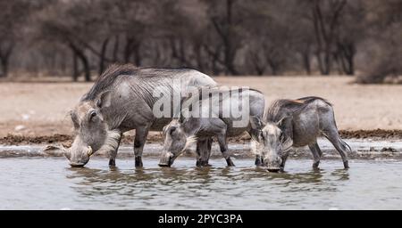 Un warthog con i warthog giovani (Phacochoerus africanus) che bevono ad una buca d'acqua, deserto di Kalahari, Botswana, Africa Foto Stock