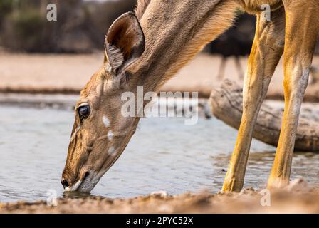 Primo piano di una antilope femminile kudu (Tragelaphus strepsiceros) che beve in una buca d'acqua, deserto di Kalahari, Botswana, Africa Foto Stock