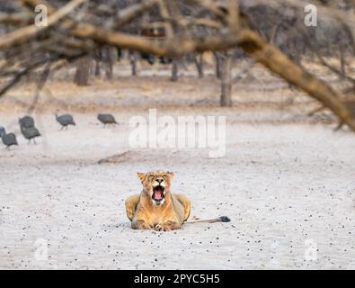 Un leone femminile giovanile (Panthera leo) che riposa, deserto di Kalahari, Botswana, Africa Foto Stock
