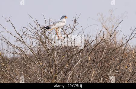 Un pallido goshawk del sud (melierax canorus), deserto di Kalahari, Botswana, Africa Foto Stock