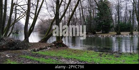 Monumento naturale Nazionale fonte della Bosnia nel cantone di Sarajevo. Inizio del fiume Milatsky. I freddi ruscelli di montagna si fondono in un fiume. In riva al mare crescono vecchi alberi con muschio sui tronchi Foto Stock