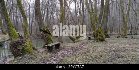 Monumento naturale Nazionale fonte della Bosnia nel cantone di Sarajevo. Inizio del fiume Milatsky. I freddi ruscelli di montagna si fondono in un fiume. In riva al mare crescono vecchi alberi con muschio sui tronchi. Foto Stock