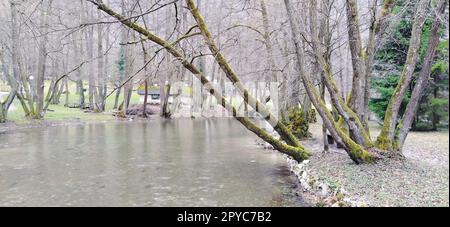 Monumento naturale Nazionale fonte della Bosnia nel cantone di Sarajevo. Inizio del fiume Milatsky. I freddi ruscelli di montagna si fondono in un fiume. In riva al mare crescono vecchi alberi con muschio sui tronchi. Foto Stock