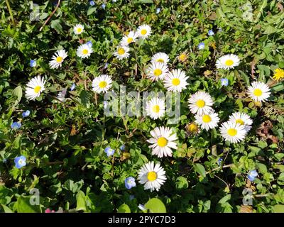 Margherite bianche sul prato in un giorno primaverile. Steli corti, solo erba verde che esce dal terreno. I primi gradini della molla. Prato con fiori. Terreno con argilla. Primo piano. Erba verde e foglie di trifoglio. Foto Stock