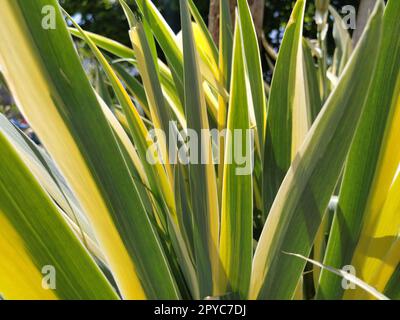 Primo piano delle foglie a strisce giallo-verde. Iris nel giardino. Genere di piante rizome perenni della famiglia Iris. Foglie a strisce lunghe gialle verdi. Sfondo floreale. Giardinaggio. Foto Stock