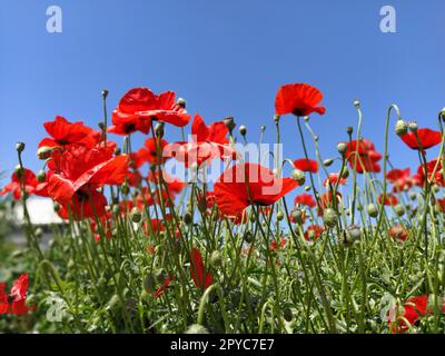 Papaveri rossi luminosi in fiore sul campo. Fiori selvaggi bellissimi. Cielo blu sullo sfondo. Teneri petali di fiori brillano al sole. Srotolamento di papaveri. Foto Stock