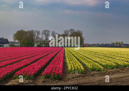 Campo di tulipani vicino ad Alkmaar, Paesi Bassi Foto Stock