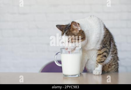 Il vecchio gatto Tabby beve latte da una tazza sul tavolo. Foto Stock