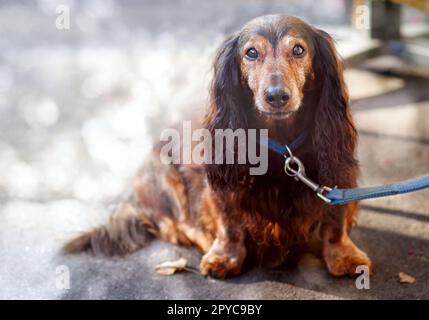 Vecchio Bassotto è attesa per il suo proprietario. Foto Stock