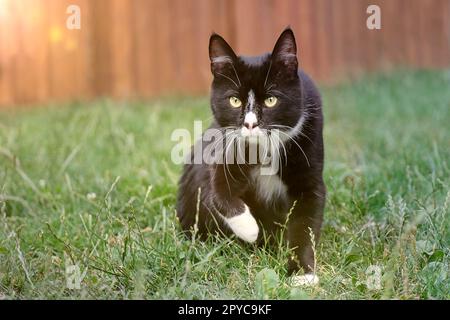 Carino tuxedo tom cat su un prato. Foto Stock