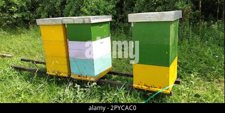 Alveari con api. Apicoltura. Gli alveari sono immersi nella natura e sono dipinti di giallo, verde e blu. Le piante sono piante di miele. Apiario in Serbia. Le api raccolgono il nettare di fiori e lo trasformano in miele Foto Stock