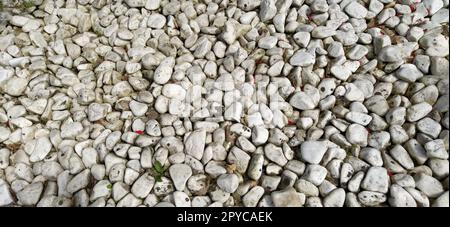 Fondo di pietre marine. Struttura arrotondata delle pietre. Acciottolato colorato. Muro di pietre di colore bianco Foto Stock
